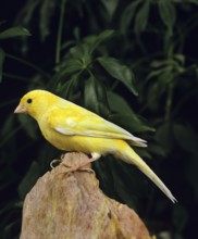 Malinois canary or song canary