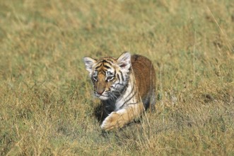 BENGAL TIGER (panthera tigris tigris), CUB WALKING ON DRY GRASS