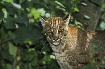 Asian golden cat or temmink cat, catopuma temmincki, adult