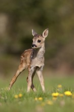 Roe Deer (capreolus capreolus), Foan with Flowers, Normandy