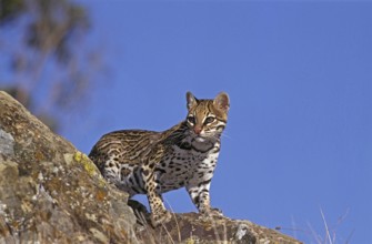 Ocelot (leopardus pardalis), ADULT ON ROCK