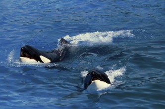 Killer Whale (orcinus orca)