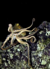 OCTOPUS (octopus cyanea)