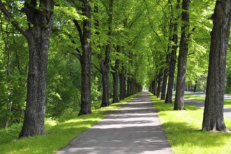 Herrenkrugpark, North Park in Magdeburg, Avenue