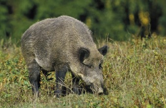 Wild Boar (sus scrofa)