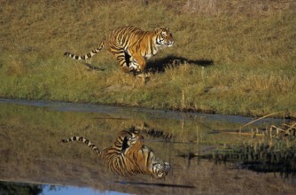 Bengal Tiger (panthera tigris tigris), Adult running near Water
