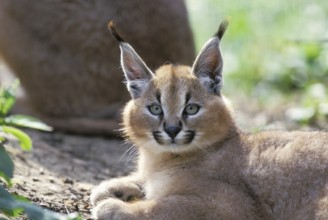 caracal (CARACAL caracal) PORTRAIT OF CUB
