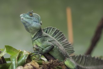 (Agama), america, animal, basiliscus, basiliscus plu, basilisk, beach, black, brown, casque,
