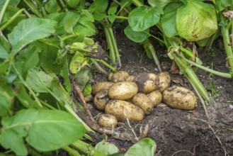 Fresh potatoes in the soil in the garden