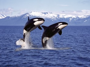 KILLER WHALE (orcinus orca), PAIR LEAPING, CANADA