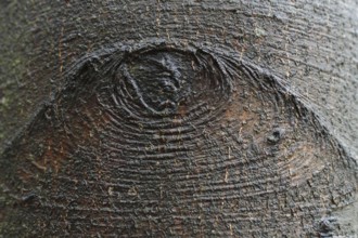 Beech, bark, Lower Saxony, Germany (Fagus sylvatica)