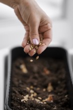 High angle woman spreading seeds soil pot