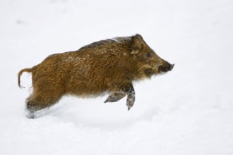 Wild boar (Sus scrofa), sideways