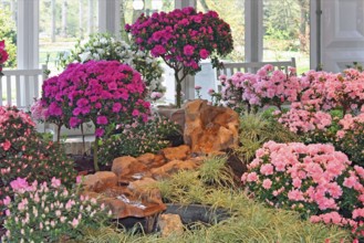 Azalea exhibition, Palmengarten, Frankfurt am Main, Hesse, Germany, Europe