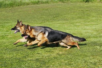 German Shepherd Dog, Adults running on Grass