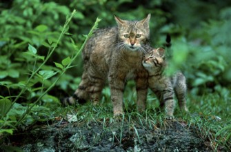 European Wildcat (Felis silvestris) with young, Common Wildcat