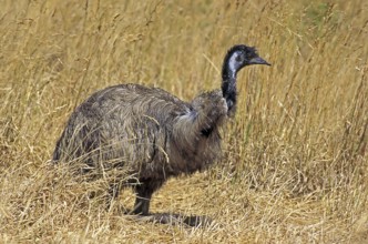Emu (dromaius novaehollandiae), Adult standing in Dry Grass, Australia, Oceania