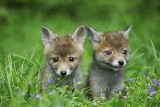 Red Fox (vulpes vulpes), Pup in Long Grass, Normandy