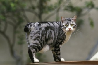 Japanese Bobtail Domestic Cat, adult
