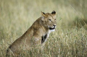 African Lion (panthera leo), Female sitting in Long Grass, Kenya, Africa