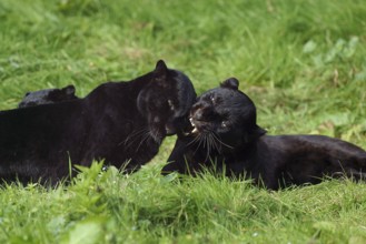 Black Panther (panthera pardus), Adults laying on Grass