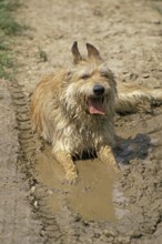 Picardy shepherd dog, adult, lying in water
