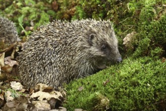 European Hedgehog (erinaceus europaeus), Normandy