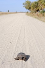 Gopher Tortoise (Gopherus polyphemus), Florida, USA, North America