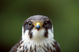 Eurasian hobby (Falco Subbuteo)