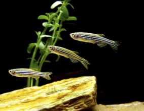 Zebrafish (brachydanio rerio) (Brachydanio rerio), Zebrafish, Animals, Other animals, Fishes,