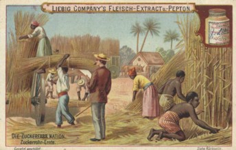 Picture series The sugar factory, harvesting sugar cane, Liebig picture, digitally restored