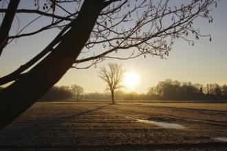 Landscape, tree, sun, winter, light mood, colour, Germany, The rising sun bathes the winter