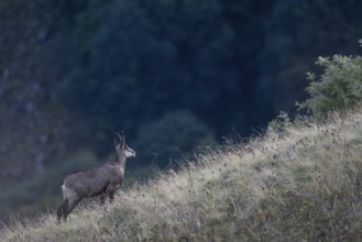 Chamois (Rupicapra rupicapra), Vosges, France, Europe