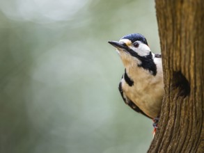 Male of Great Spotted Woodpecker, Dendrocopos major, bird in forest at winter sun