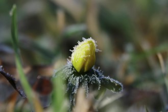 Winter aconite in a meadow, winter, Germany, Europe
