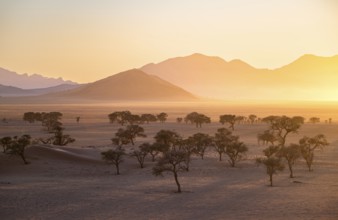 Sunset in the Namib Desert, acacias and mountains in the last evening light, NamibRand Nature