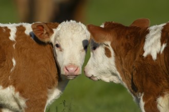 Domestic cattle or cow (Bos taurus) two juvenile baby calves farm animals greeting each other in a