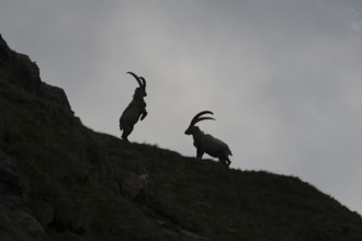 Alpine Ibexes (Capra ibex), bucks, High Tauern National Park, Austria, Europe