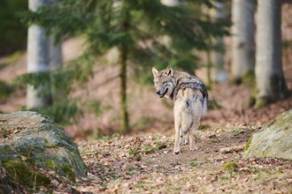 Close-up of a Eurasian wolf (Canis lupus lupus) in a forest in spring, Bavarian Forest National