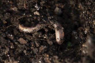 Earthworm (Lumbricidae), on soil, Velbert, North Rhine-Westphalia, Germany, Europe