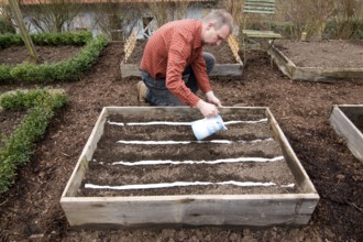 Man laying seed tape, sowing, manure bed, watering, watering