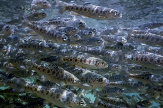 River Trout swim underwater, Trout underwater scene, Trout farm