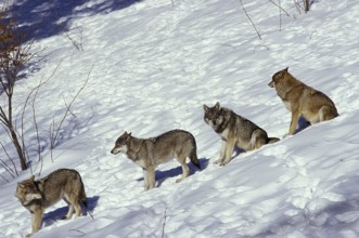 EUROPEAN WOLF (canis lupus), PACK STANDING ON SNOW