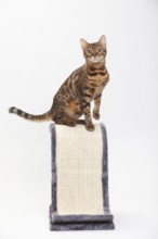 Bengal cat, scratching post
