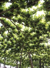 PLANE TREES, DROME IN SOUTH EAST OF FRANCE