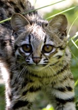 Tiger Cat or Oncilla (leopardus tigrinus), Portrait of Adult