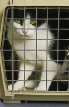 Black and White Domestic Cat, Adult standing in Carry Cage