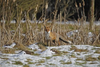 RED FOX (vulpes vulpes), FEMALE STANDING ON SNOW, NORMANDY IN FRANCE
