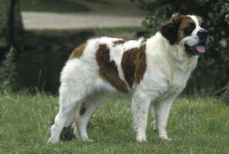 Saint Bernard Dog standing on Grass