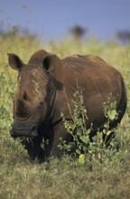 WHITE RHINOCEROS (ceratotherium simum), KENYA